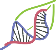 DNA Barcoding of Thai Medicinal Plants